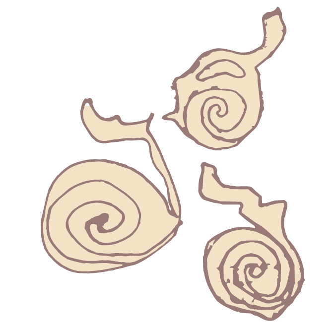 schelpjescollectie